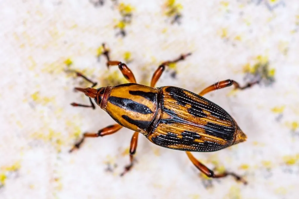 Metamasius hemipterus - photo 2