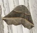 Dark Metanema - Hodges#6820 - photo 3