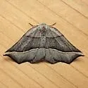 Dark Metanema - Hodges#6820 - photo 4