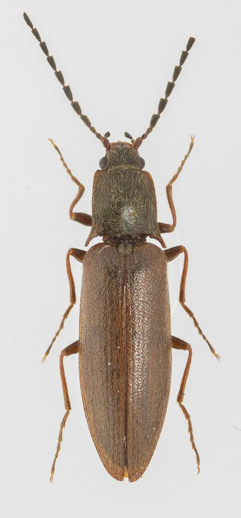 Metanomus insidiosus - photo 2