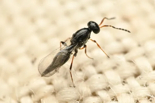 Metanopedias brunneipes - photo 2