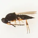 Metanopedias eupatorii