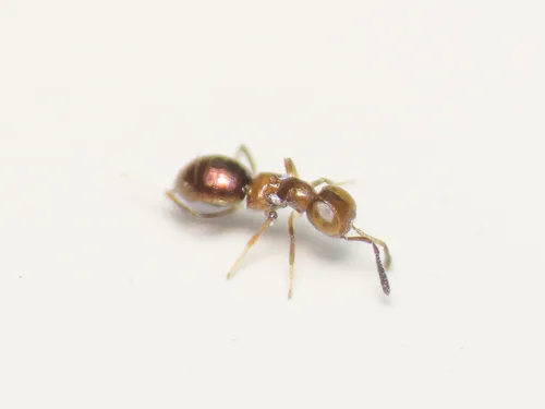 Metanotalia maderense