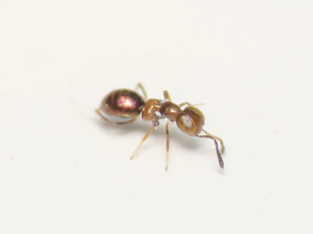 Metanotalia maderense - photo 2