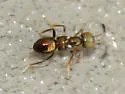 Metanotalia maderensis