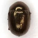 Metaparia mandibuloflexa - Metaparia mandibuloflexa