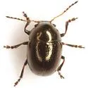 Metaparia mandibuloflexa - photo 2