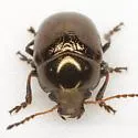 Metaparia mandibuloflexa - photo 4