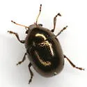 Metaparia mandibuloflexa - photo 5