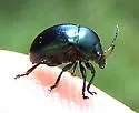 Metaparia opacicollis