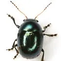 Metaparia opacicollis - photo 2