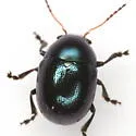 Metaparia opacicollis - photo 3