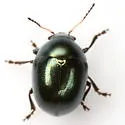 Metaparia opacicollis - photo 4