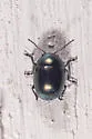 Metaparia opacicollis - photo 5