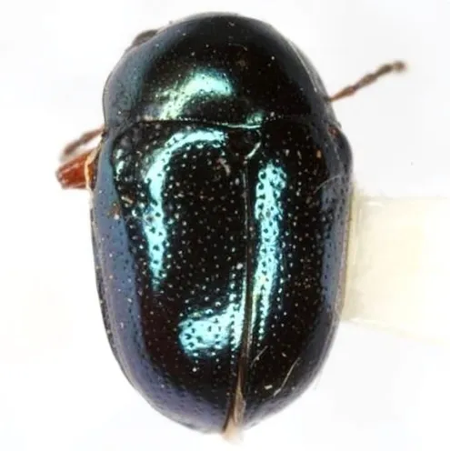 Metaparia viridimicans