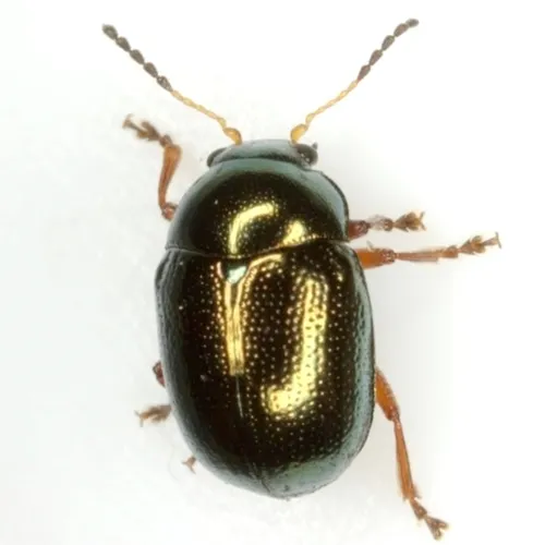 Metaparia viridimicans - photo 2