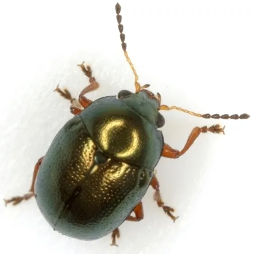 Metaparia viridimicans - photo 3