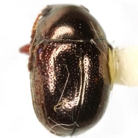 Metaparia viridimicans - photo 4