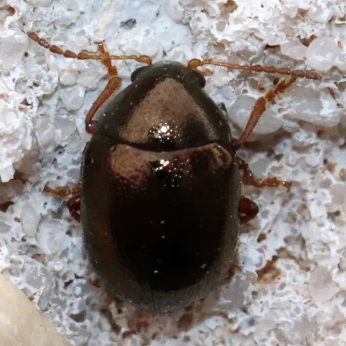 Metaparia viridimicans - photo 6