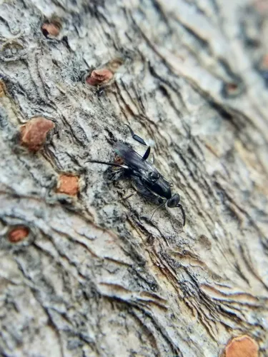 Metapelma beijingensis