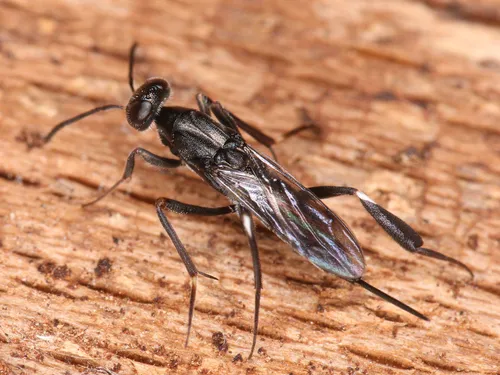 Metapelma nobilis