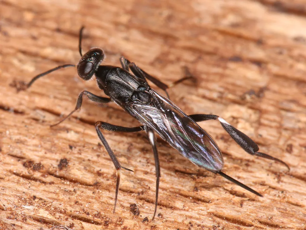 Metapelma nobilis - photo 2
