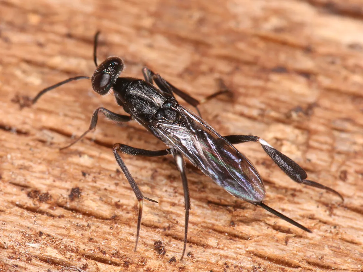 Metapelma nobilis - photo 3