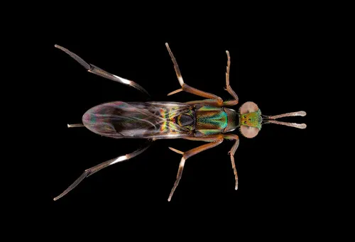 Metapelma schwarzi