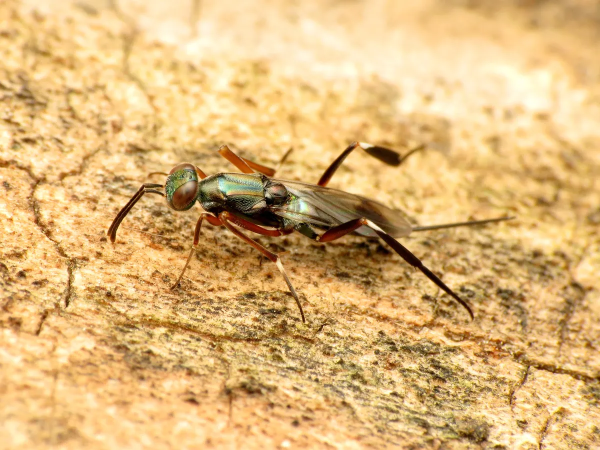 Metapelma spectabilis - photo 2