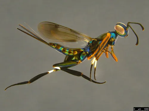 Metapelma westwoodi