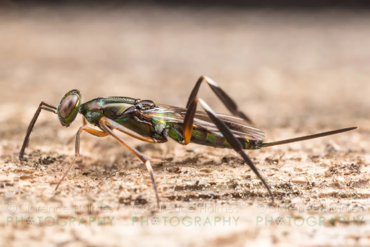 Metapelmatidae - Metapelmatidae