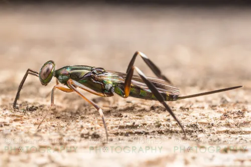 Metapelmatidae - photo 3