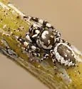 Metaphidippus chera