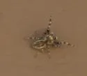 Metaphidippus chera - photo 2