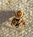 Metaphidippus chera - photo 3