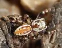 Metaphidippus chera - photo 4