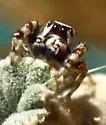 Metaphidippus chera - photo 5