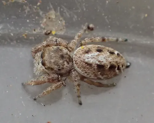 Metaphidippus diplacis - photo 3