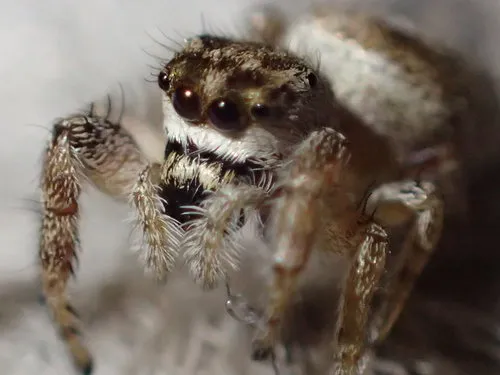 Metaphidippus diplacis - photo 4