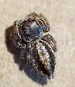 Metaphidippus iviei
