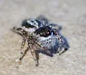 Metaphidippus iviei - photo 3