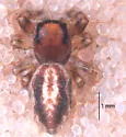 Metaphidippus iviei - photo 4