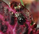 Metaphidippus manni
