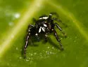 Metaphidippus manni - photo 2