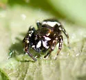 Metaphidippus manni - photo 3