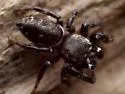Metaphidippus manni - photo 4