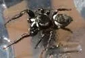 Metaphidippus manni - photo 5
