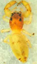 Metaphidippus siticulosus - photo 3