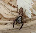 Metaphidippus siticulosus - photo 4