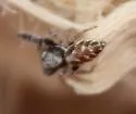 Metaphidippus siticulosus - photo 5